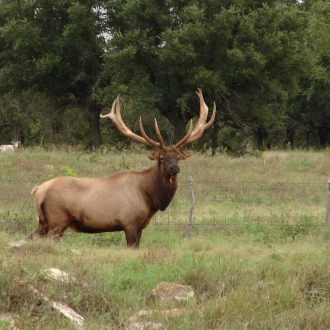 Elk pics 015